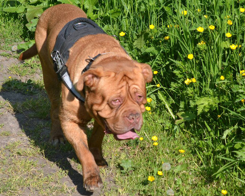 dogue de bordeaux harness uk