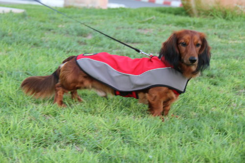 Dachshund