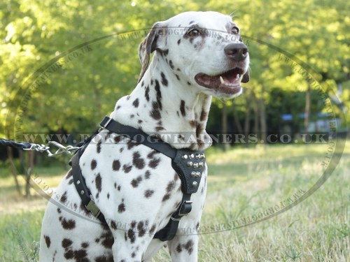 Dalmatian Dog Harness UK