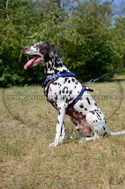 Leather dog harness