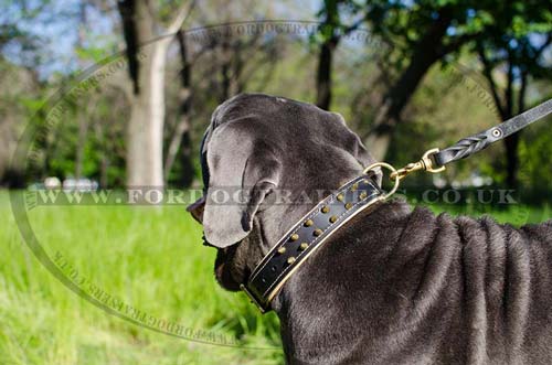 designer dog collar uk