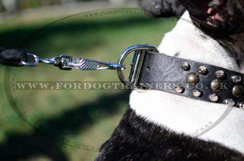 designer dog collars