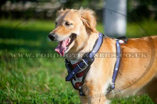 Designer dog harness for large dogs