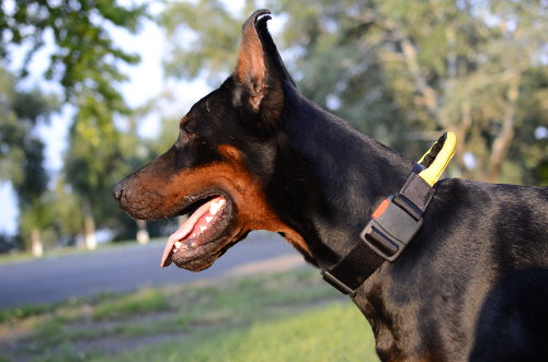 Doberman Pinscher