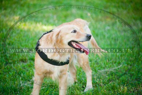 Nylon Dog Harness