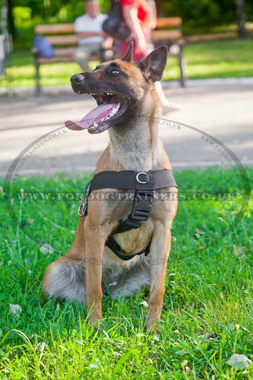 Belgian Shepherd Dog Harness