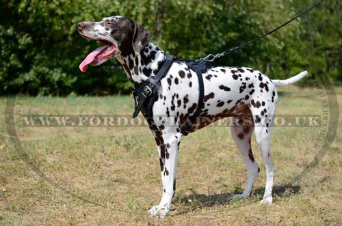 Dalmatian padded dog harness
