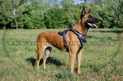 Leather harness for dogs