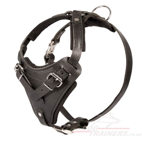 padded dog harness