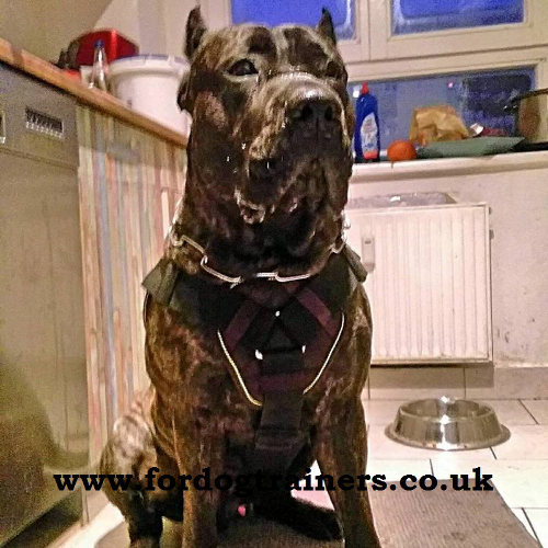 Best Nylon Dog Harness for Big Dogs