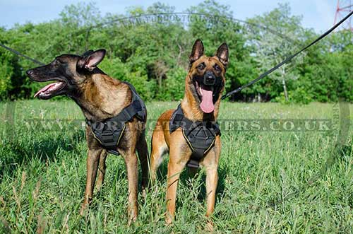 Dog Belgian Malinois harness