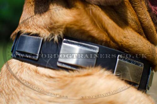 dog leather collar