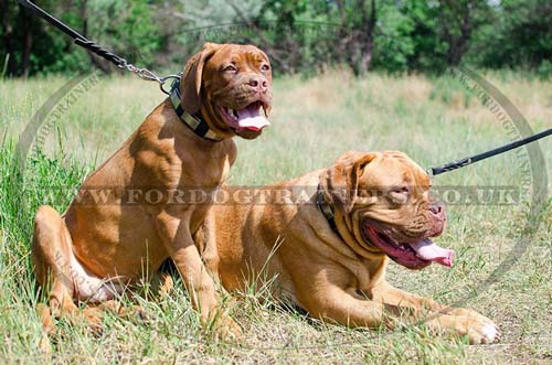 Dogue De Bordeaux dog collar