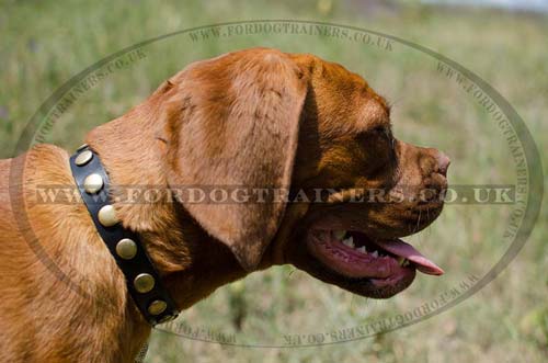 Dog Necklace Collar for Dogue De Bordeaux Dogs for Sale