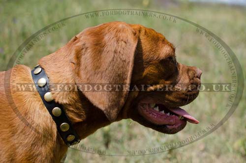 dogue de bordeaux dogs