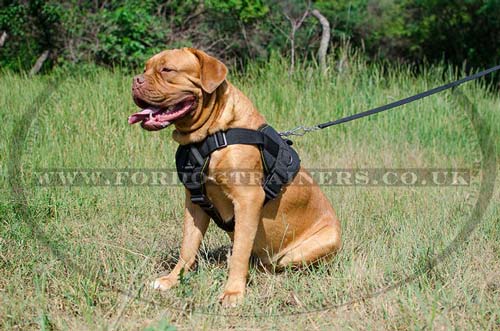 dog nylon harness