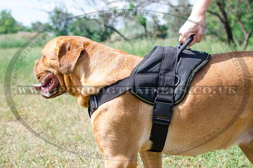 Dog harness with handle