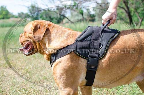 Dog harness with handle