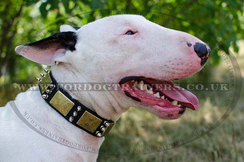 Dog Fashion Collar for Bull Terrier