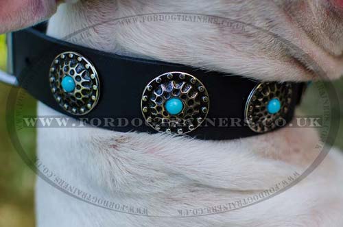 English Bull Terrier Collars