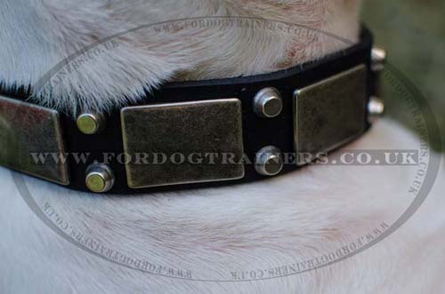 English Bull Terrier Collars