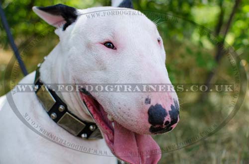 English Bull Terrier Collars