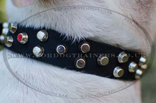 English Bull Terrier Collars