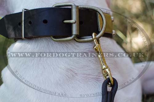 English Bull Terrier Collars