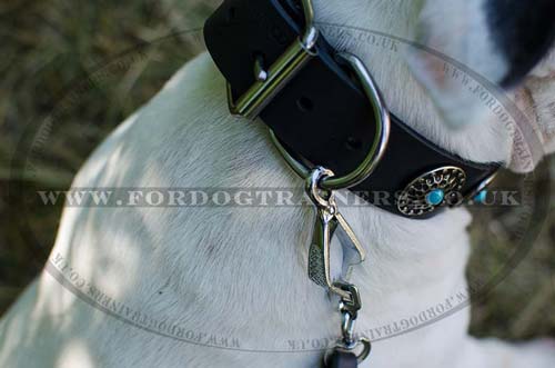 English Bull Terrier Collars