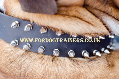 English Bulldog collar