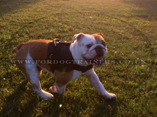 English Bulldog Harness UK Best Seller