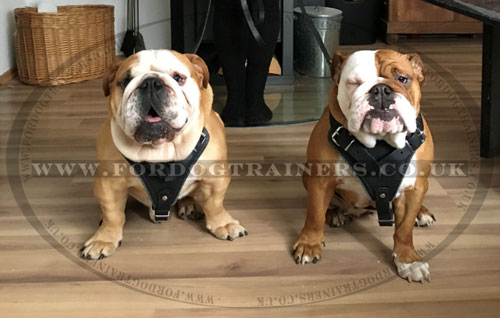 Leather Dog Harnesses for English Bulldogs