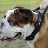 Dog leather collar