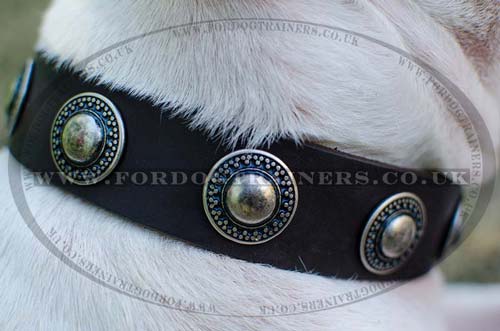 English Bull Terrier Collar