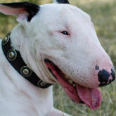 English Bull Terrier