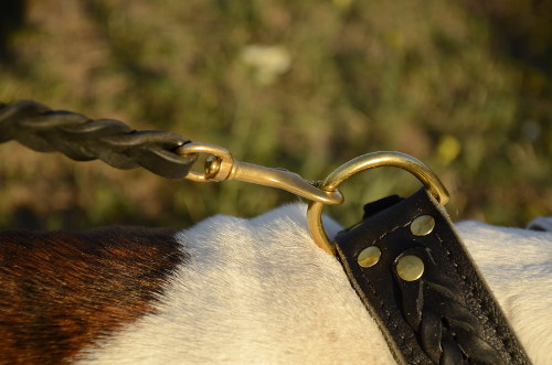 English Bulldog collar for large dog