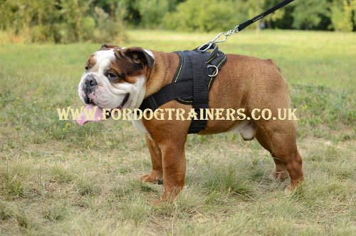 English Bulldog harness nylon