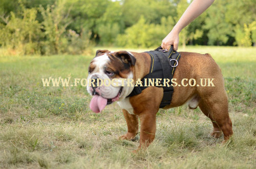 English Bulldog harness with handle