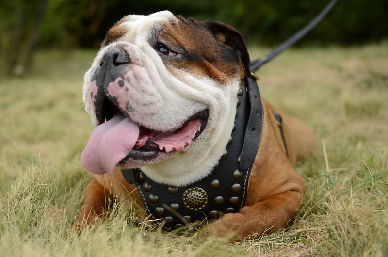 English Bulldog Harness Studded Harness for Bulldog