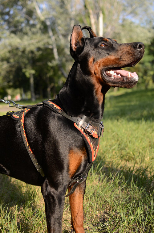 Designer dog leather harness