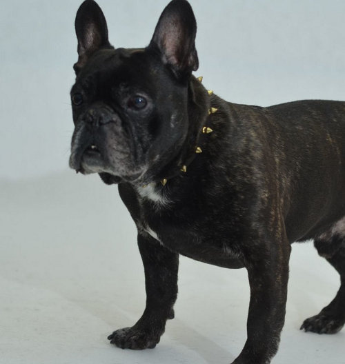 French Bulldog walking collar