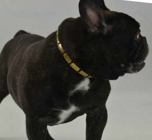 Dog collar for French Bulldog