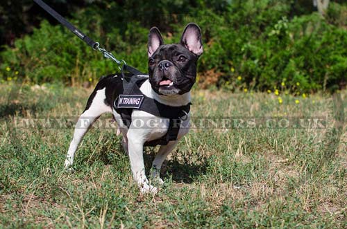 French Bulldog Harness UK