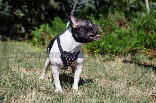 French Bulldog harness with spiked design