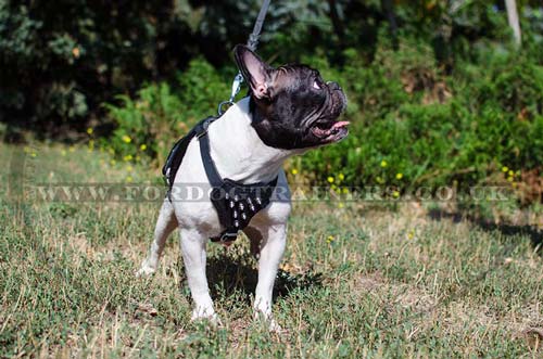 Designer dog harness for small dog