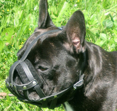 French Bulldog Soft Muzzle