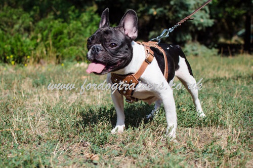 French Bulldog walking