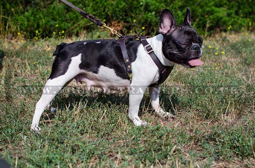 French Bulldog harness UK