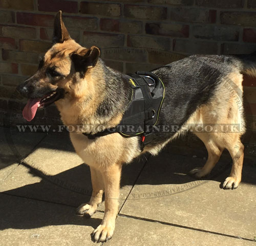 Buy German Shepherd Harness UK