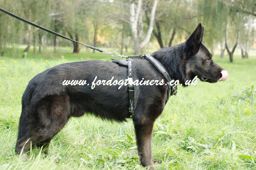 GSD harness UK